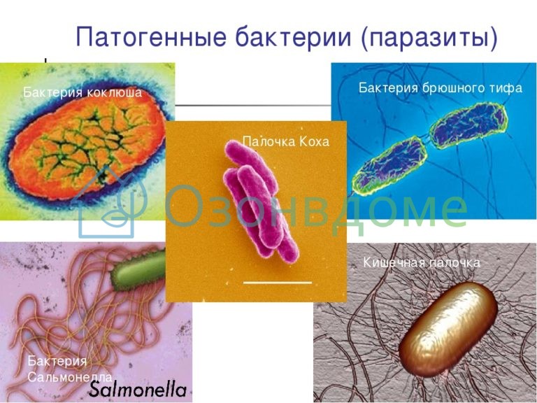 Среда обитания бактерий паразитов. Бактерии паразиты примеры. Болезнетворные бактерии. Патогенные бактерии. Болезнетворные бактерии паразиты.