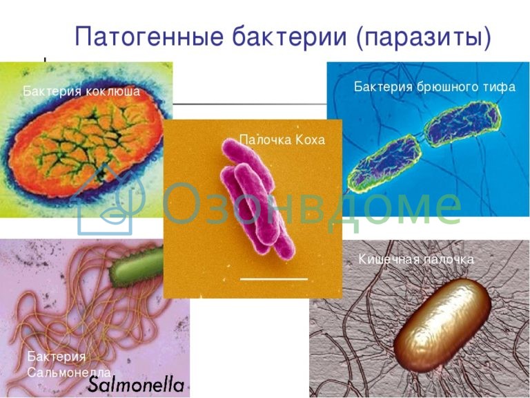 Патогены что это такое. Бактерии паразиты примеры. Представители бактерий паразитов. Болезнетворные бактерии. Патогенные бактерии.